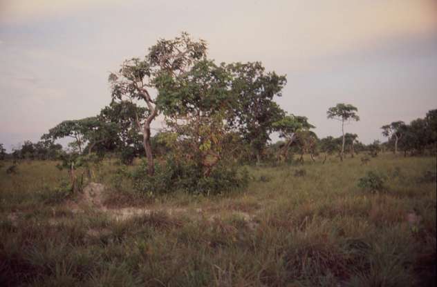 De korte schemering op
de savanne