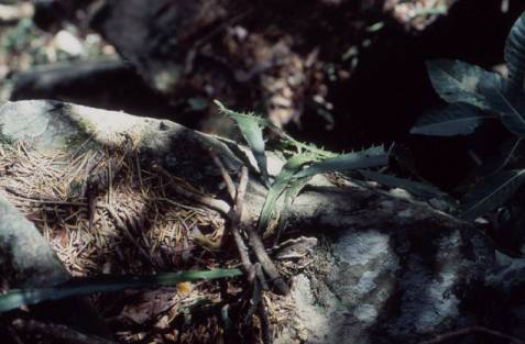 Lepismium monacanthum
bij La Pajcha